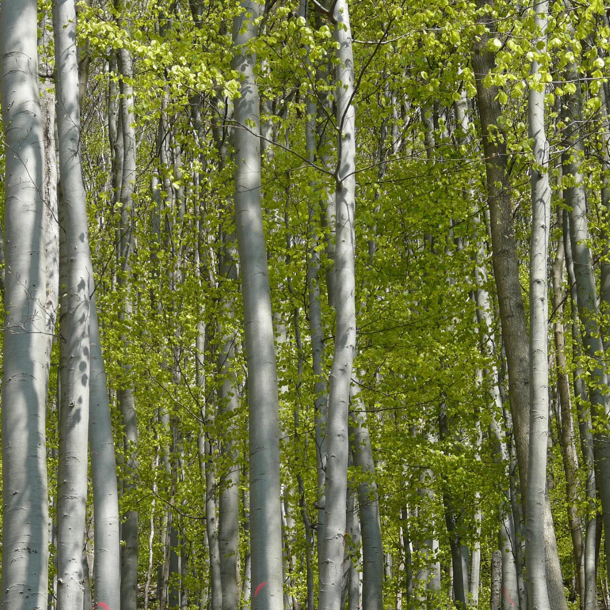 Beech_Trees_TENCEL_Modal.webp